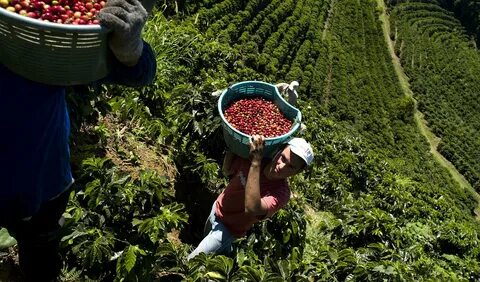 Производство кофе в бразилии