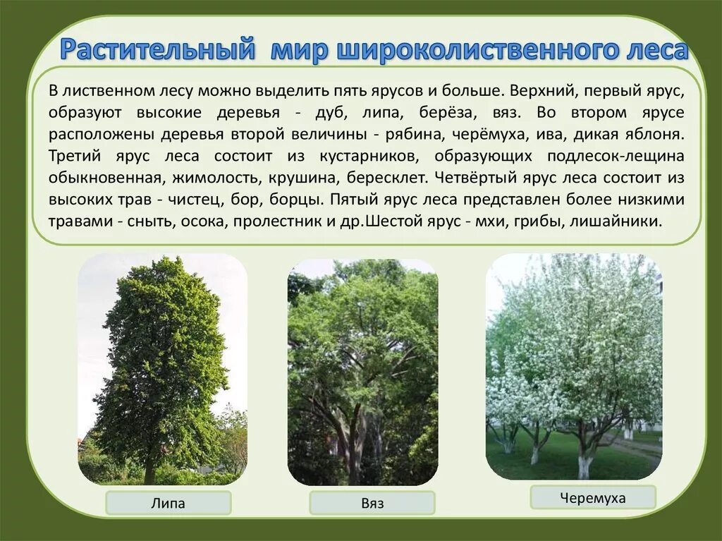 В каком ярусе растет