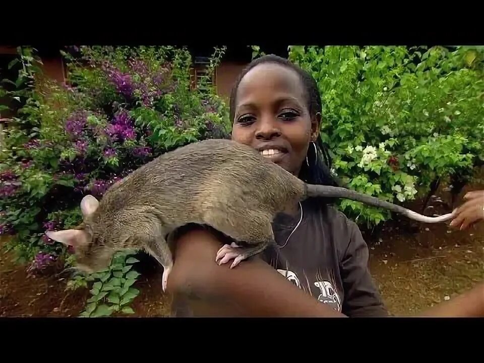Гигантские крысы острова Флорес. Гигантская сумчатая крыса Африканская. Гамбийская крыса. Африканская крыса самая большая. Воалаво