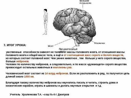 Самый большой мозг по отношению