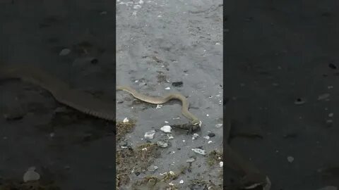 Змеи в каспийском море