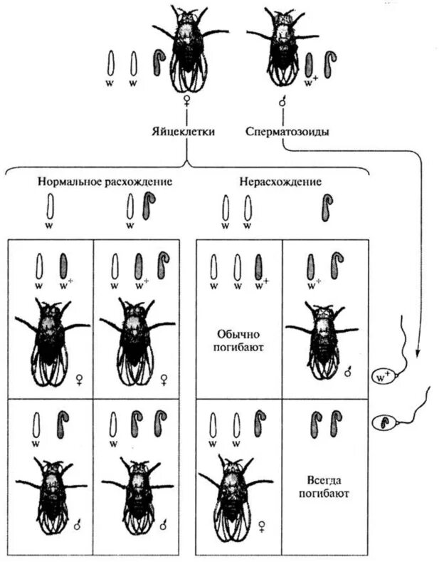 Какое число хромосом у дрозофилы. Первичное нерасхождение хромосом. первичное нерасхождение х хромосомы у дрозофилы. первичное нерасхождение половых хромосом.