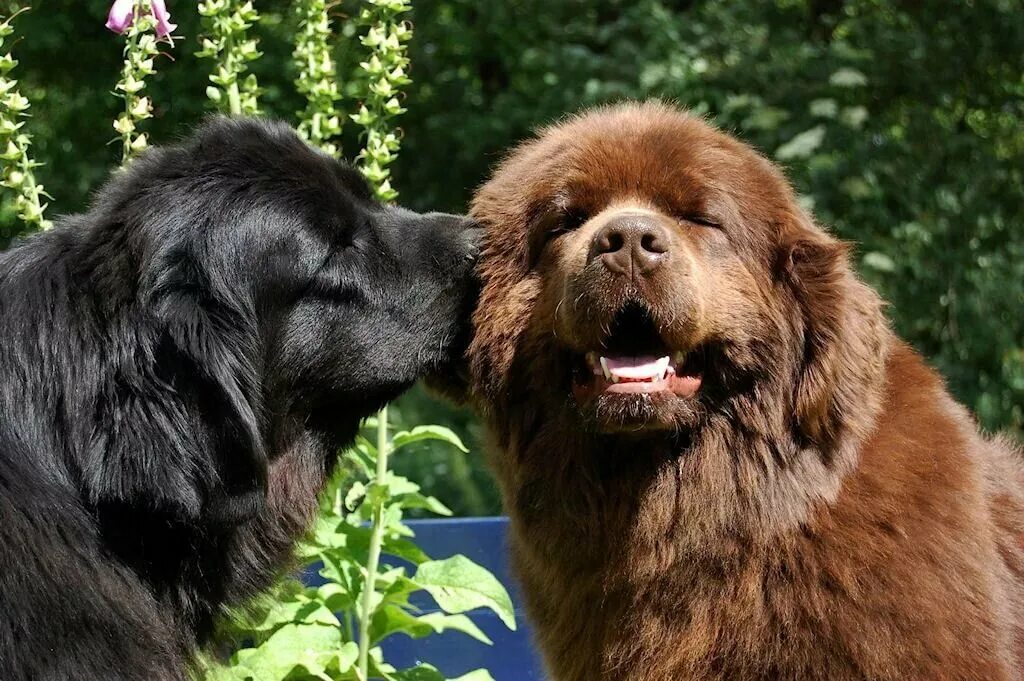 Карликовый ньюфаундленд. Описание породы водолаз. Собака ньюфаундленд сообщение. Ньюфаундленд собака описание. Собака водолаз ньюфаундленд.