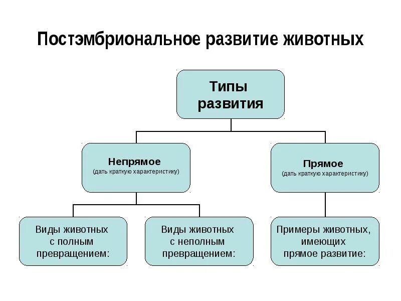 Типы развития животных 7 класс. Типы постэмбрионального развития животных. Типы постэмбрионального развития схема. Виды постэмбрионального развития прямое и Непрямое. Стадии постэмбрионального развития у животных.