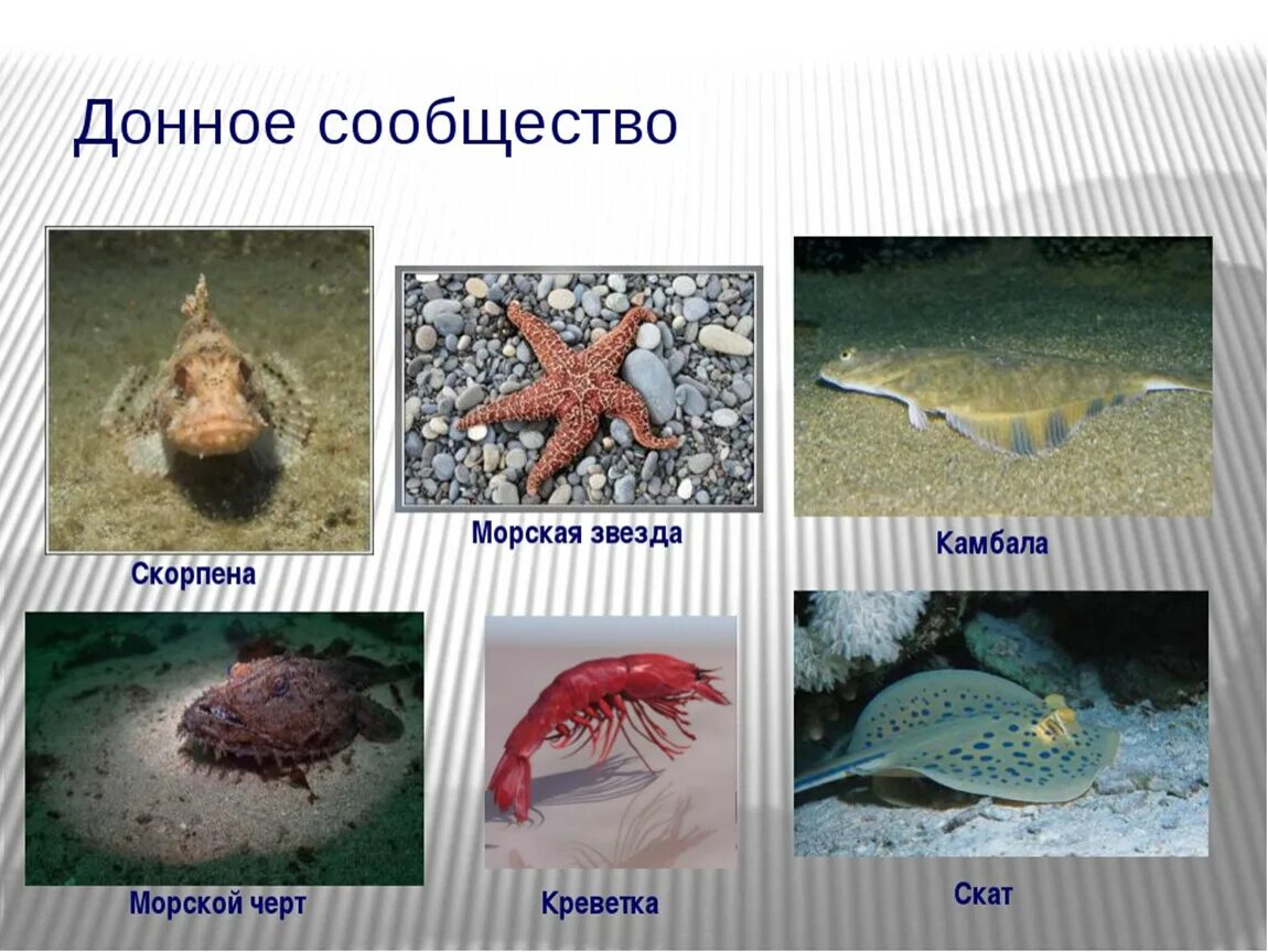 Сообщество океанов. Бентос планктон нектон литораль. донное сообщество обитатели. обитатели морского сообщества.