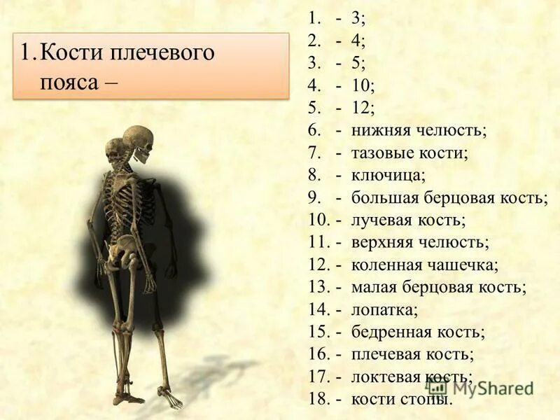 Строение скелета биология. Тест скелет человека с ответами. Тесты по анатомии по темам. Скелет человека задание по биологии 8 класс. Тест скелет человека с ответами.