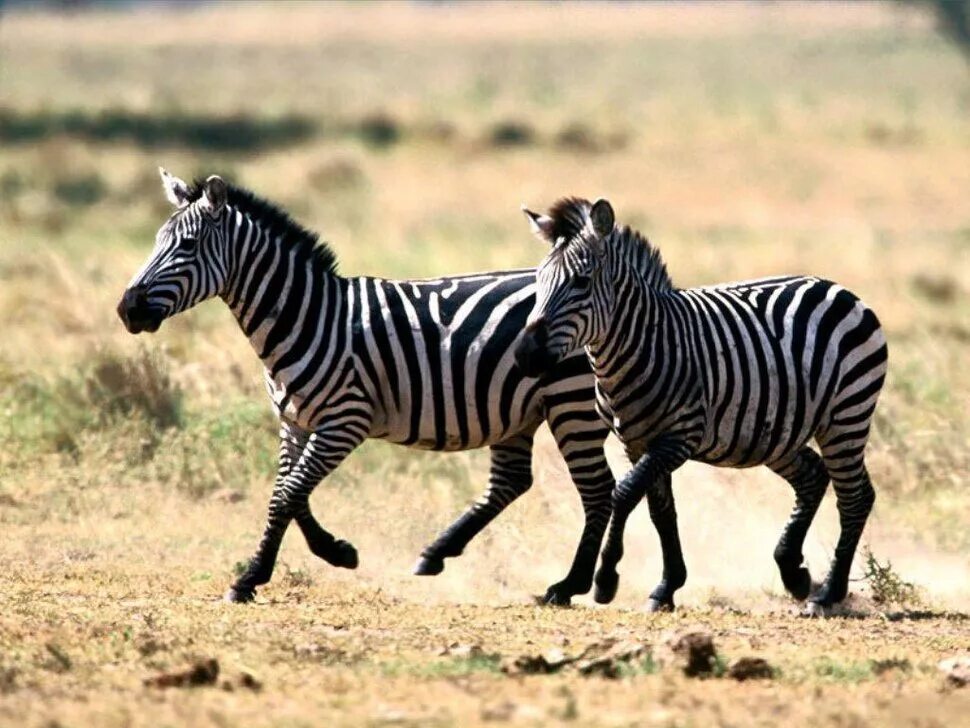 Непарнокопытные зебры. Отряд непарнокопытные представители. Бурчеллова Зебра. Непарнокопытные млекопитающие.