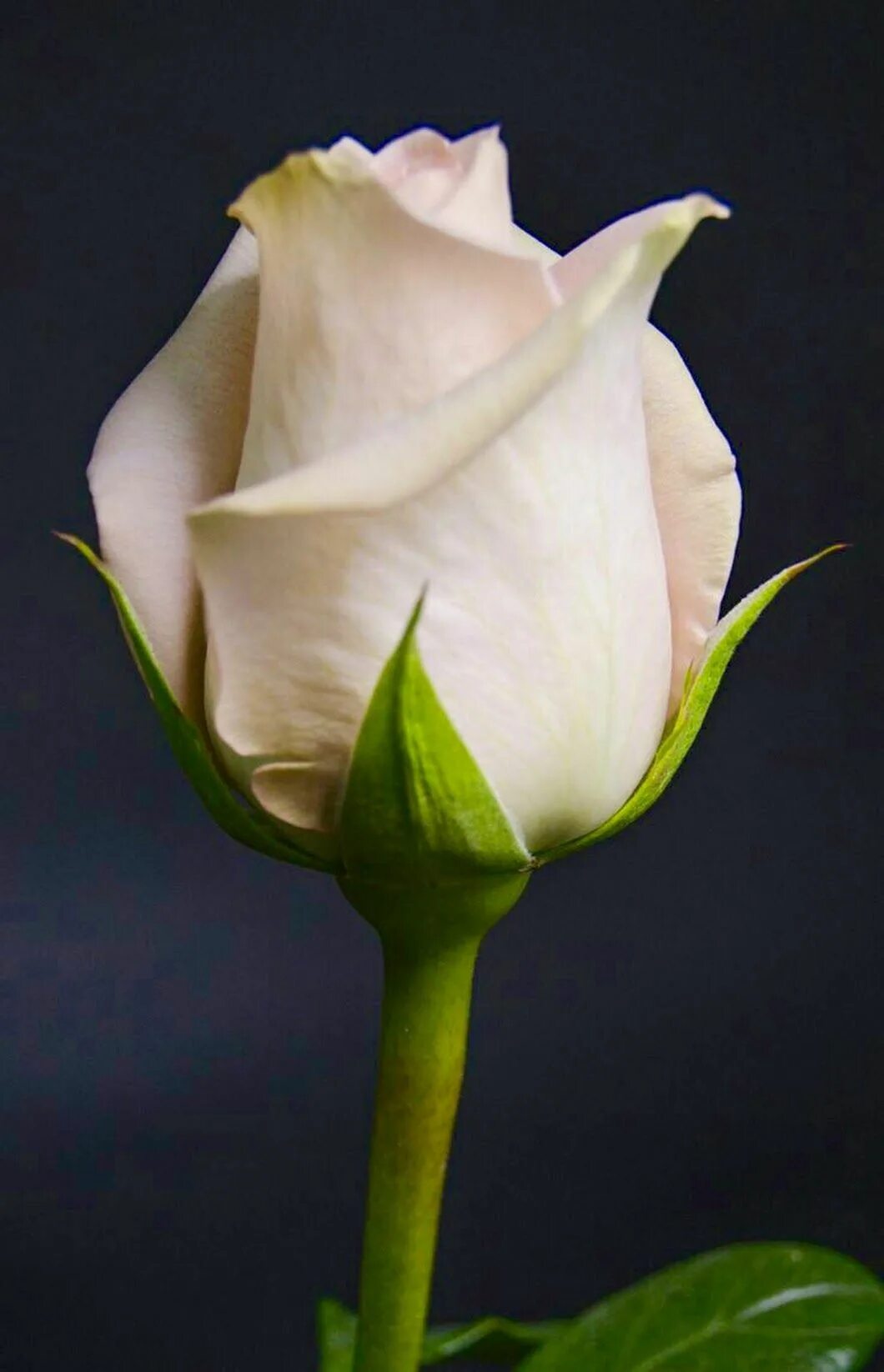 Discover and download free images - Pixabay Rose buds, Rose images, Rosebush