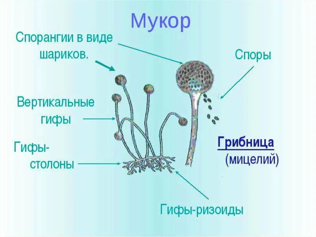 Что значит обнаружены споры. Строение гриба мукора. Строение плесени мукора. Строение плесневого гриба мукора. Белая плесень мукор строение.