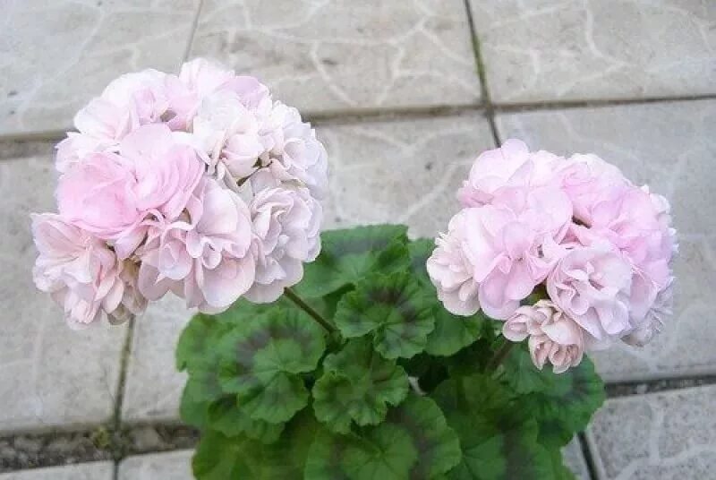 пеларгония сорт эммануэль фото. пеларгония сорта эммануэль. пеларгония сорт эммануэль фото. пеларгония contessa purple. пеларгония elnaryds lilian.