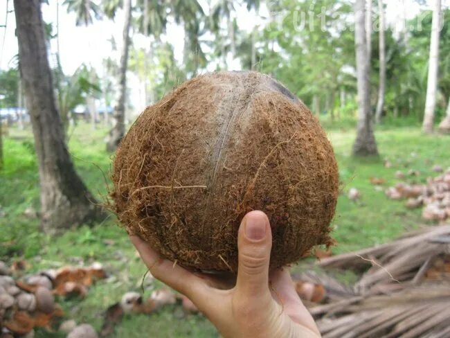 Черный кокос. Кокос тайланд. Старый кокос. Старый кокос. Кокосы покупные.