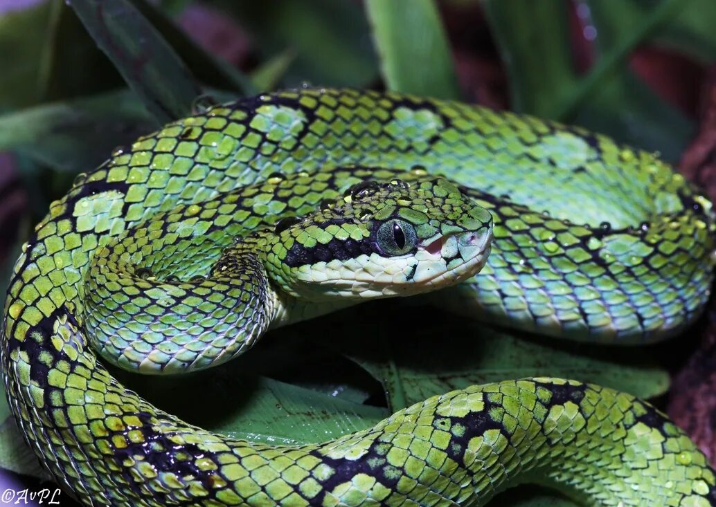 File:White-lipped Pitviper.jpg - Wikipedia