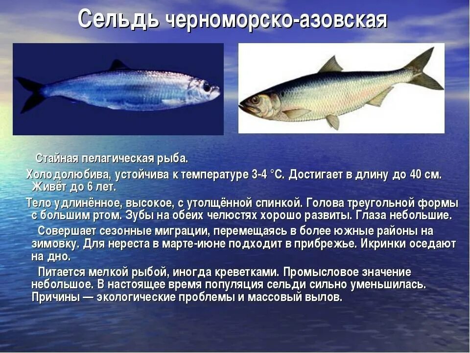 Какие рыбы водятся в море. Черноморско-Азовская морская сельдь. Атлантическая сельдь стайная рыба. Описание рыб селедка. Сельдь краткое описание.