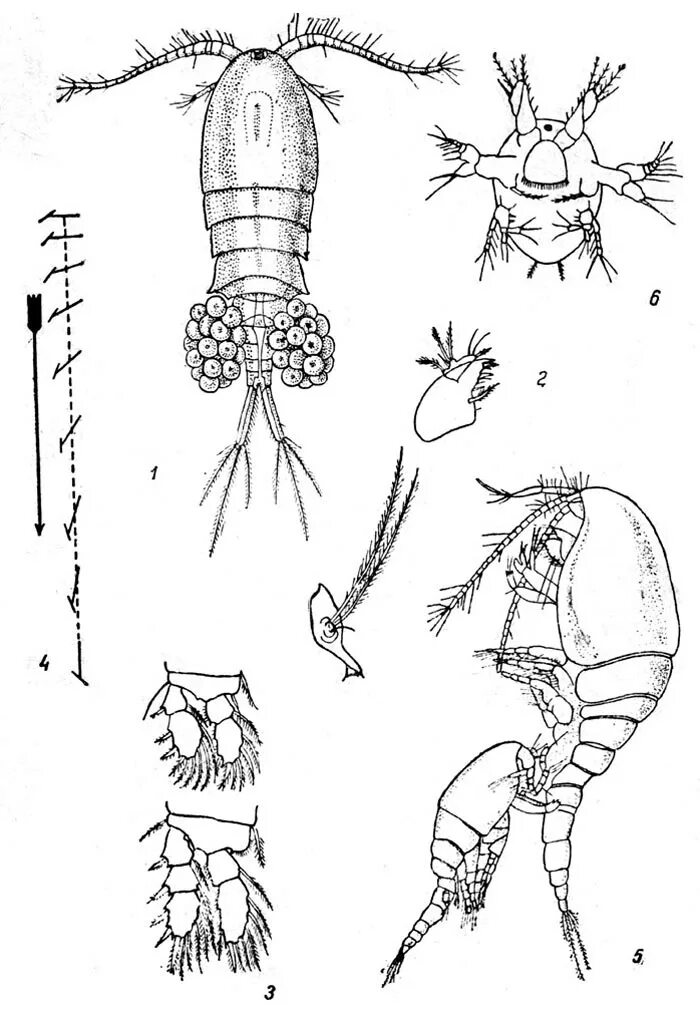 Отряд веслоногие циклоп. Отряд веслоногие циклоп. Зоопланктон коловратки. Размножение членистоногих ракообразные. Планктонные рачки.