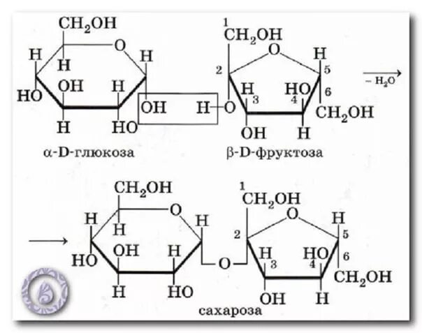 Глюкоза фруктоза сахароза формулы. Глюкоза сахароза фруктоза отличия. Сахароза д Глюкоза д фруктоза. Строение сахарозы Глюкозы и фруктозы.