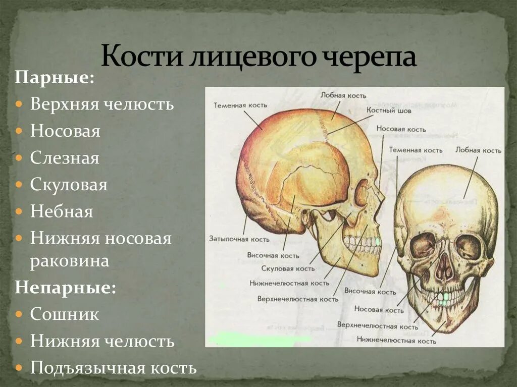 Кости лицевого отдела черепа сбоку. Кости лицевого отдела черепа анатомия. Парные кости лицевого черепа. Парные и непарные кости лицевого отдела черепа. Термин череп