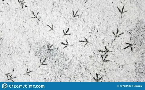 Следы ворон на снегу