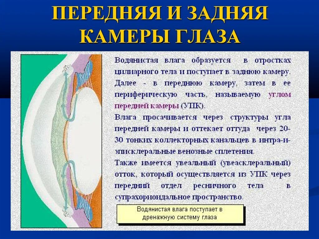 Функции передней камеры глаза. Функции передней и задней камеры глаза. Строение передней камеры глаза. Передние и задние камеры глаза строение и функции. Задняя камера глаза расположена.