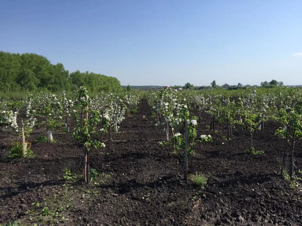 Плодопитомник яблони. Плодопитомники Татарстана саженцы плодовых деревьев. Оранжерейная питомник саженцы плодовых. Плодово-ягодный питомник. Питомник ягодных саженцев