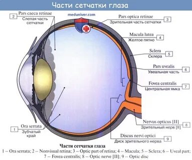 Рассмотрите глаз человека разместите названия оптических структур
