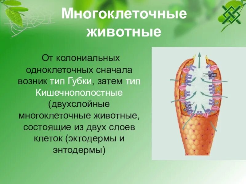 Многоклеточные животные. Многоклеточные животные типы. Одноклеточные и многоклеточные животные. Строение многоклеточных животных.