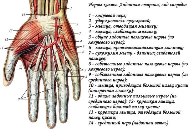 Какой палец отвечает за какой нерв. Иннервация кисти нервами. срединный нерв мышцы кисти. червеобразные мышцы кисти иннервация. иннервация кисти и пальцев схема.