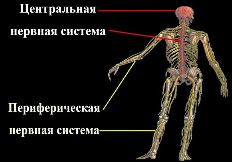В состав цнс входят. Центральная нервная система человека. центральная и периферическая нервная система. центральная нервная система и периферическая нервная система. нервная система цнс и пнс.