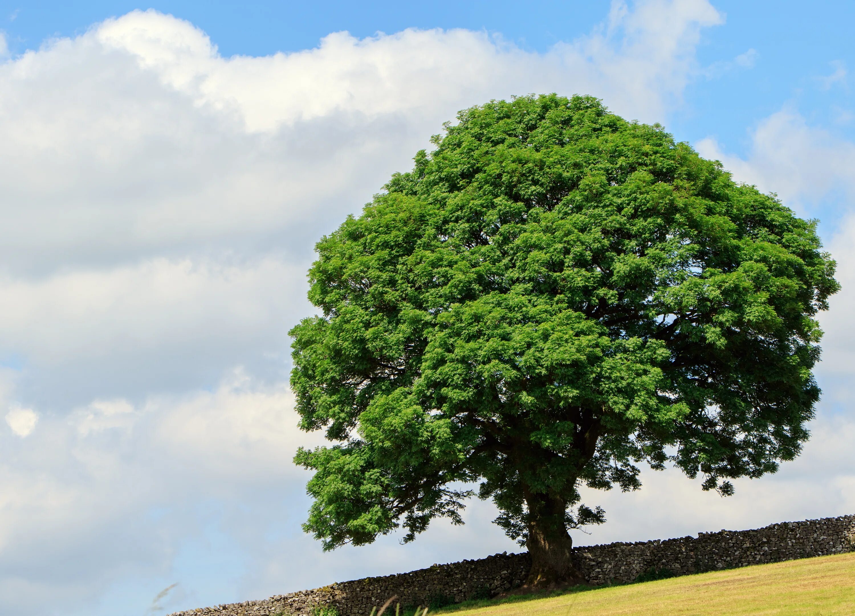 My new tree. Дерево Таману. Дерево Утун Геншин. Дуб черешчатый раскидистая крона. Раскидистая крона дуб.