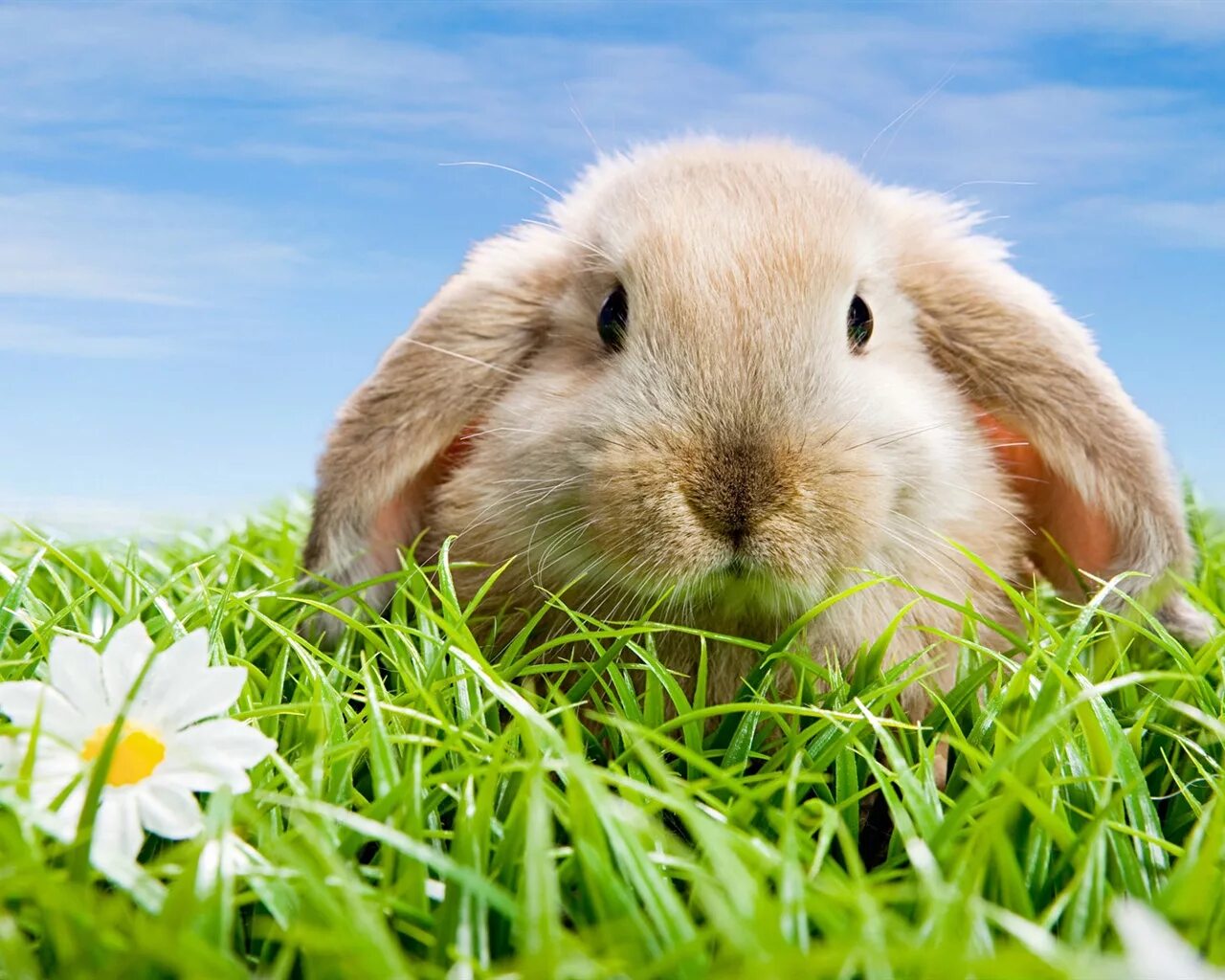 Bunny wallpapers. Милые зверьки. Bunny wallpapers. Гермелин (порода). Домашние животные заставка.