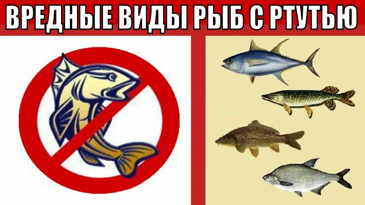 Белая рыба вред. Вредная рыба. Вредные виды рыб. Вредные рыбы для человека. Самая вредная рыба для человека