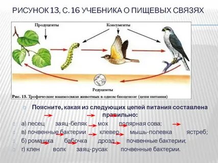 Дрозд цепь питания