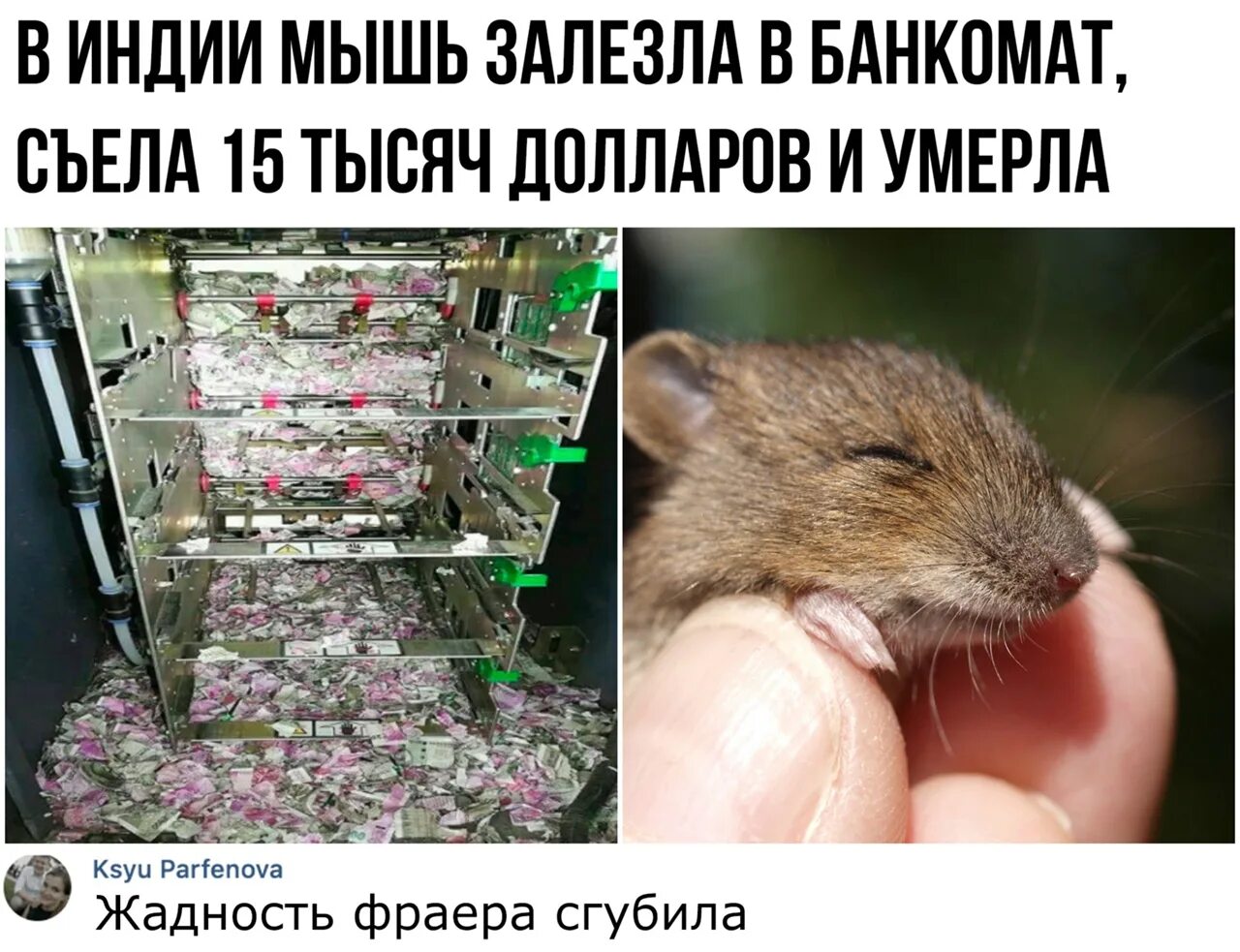 Мышка залезла под крышку скороговорка. Мышь лезет. Мышь забралась в банкомат. Мышка залезла. Крыса съела деньги в банкомате.