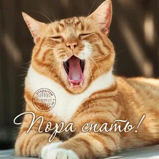 Смешные картинки спать пора