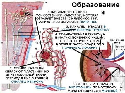 Почечная капсула образована
