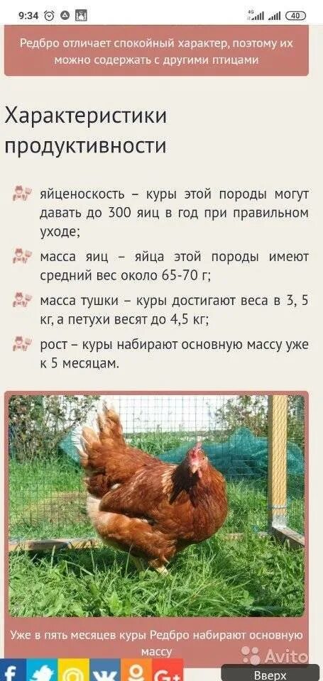 Куры Редбро: описание кросса, характеристики продуктивности