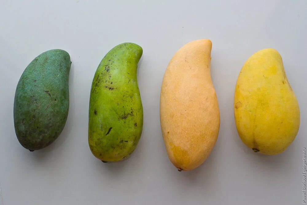 Сорт банганапали манго. Манго зеленый фрукт. Манго фрукт желтый. Зелёное манго сорт.