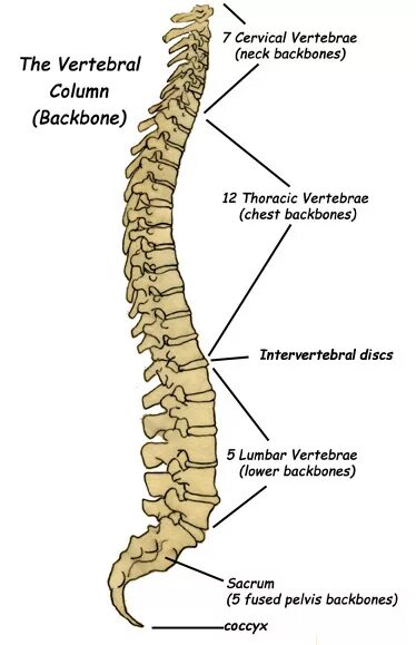 To have no backbone. Vertebra bones. lower vertebrae. vertebral column. backbone.