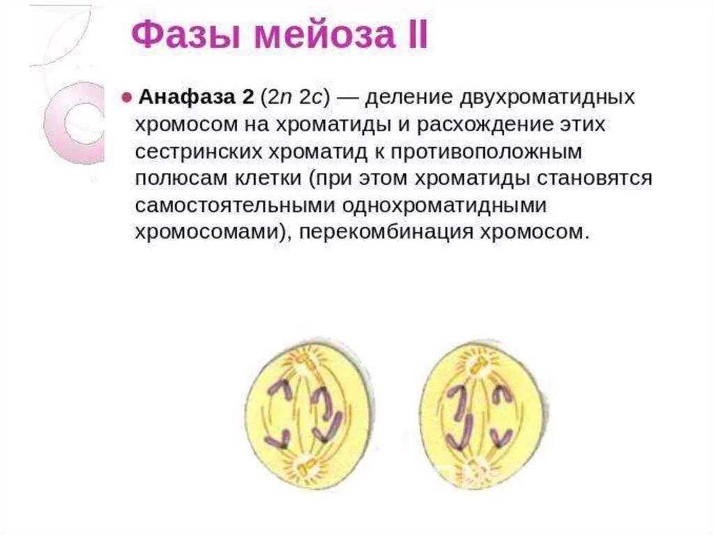 Двухроматидные хромосомы во время мейоза. Анафаза 2 деления мейоза. Фазы мейоза деления анафаза. Телофаза мейоза 2. Метафаза мейоза 2.