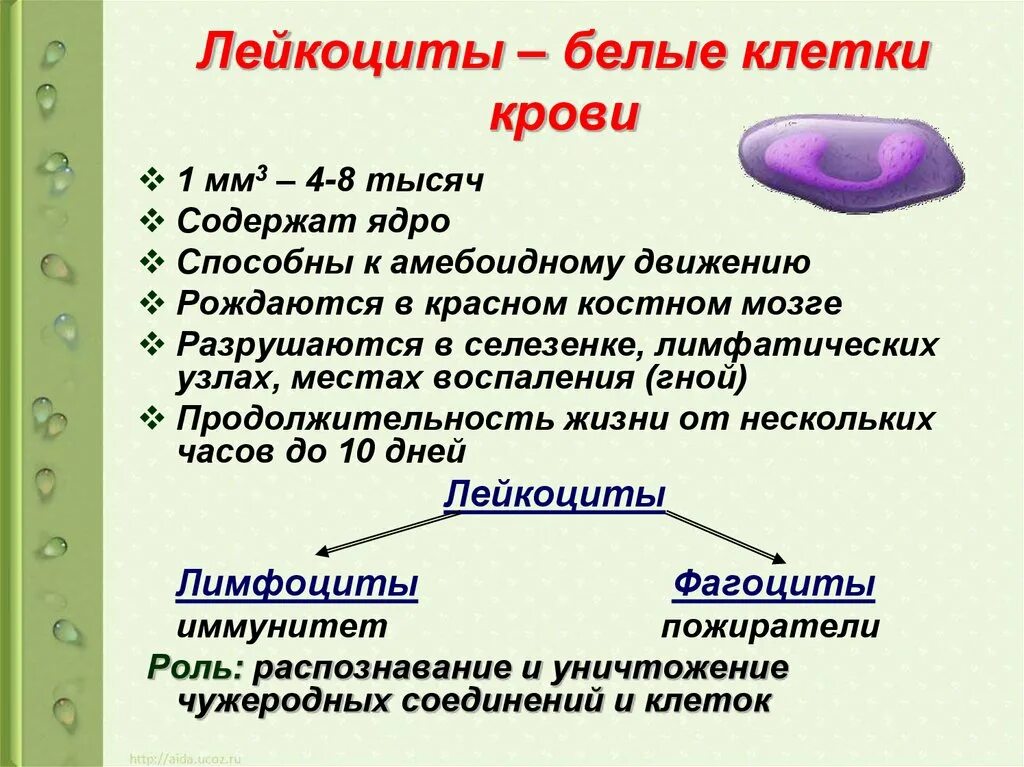 Лейкоциты биология 8 класс. Белые клетки крови строение. Функции лейкоцитов 8 класс биология. Лейкоциты белые клетки крови. Лейкоциты определяют группу крови