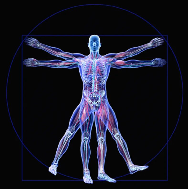 Human body visualizer