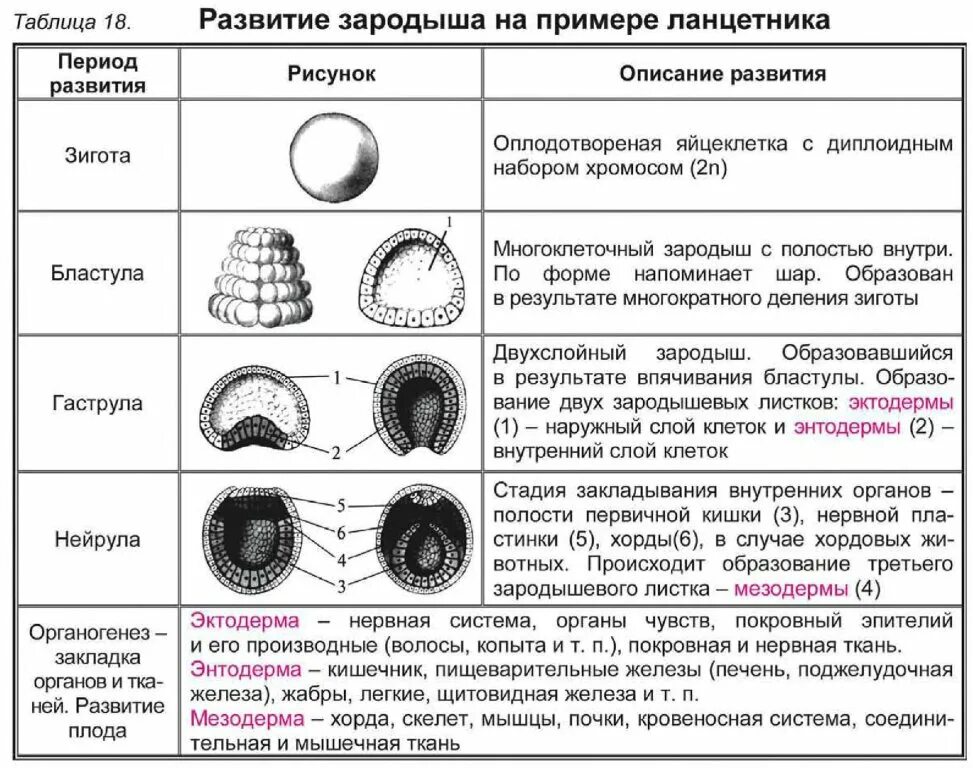 Этапы онтогенеза гаструла бластула. Этапы развития ланцетника эмбрионального развития. Схема стадий развития зародыша ланцетника. Схема развития зародыша ланцетника на стадии бластулы гаструлы.