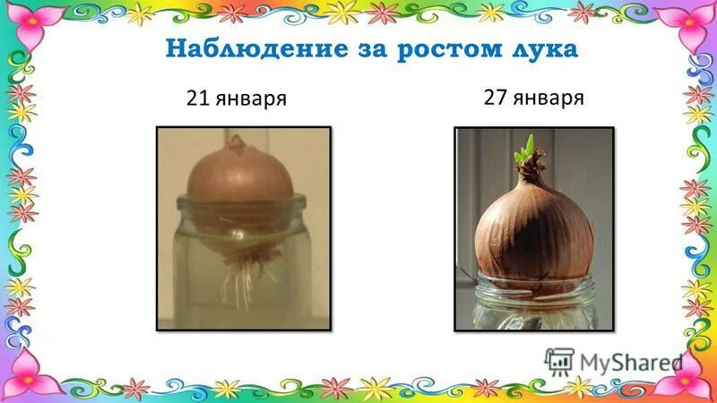 Лук эксперимент по биологии 5. Наблюдение за ростом луковицы. луковица в воде наблюдение.