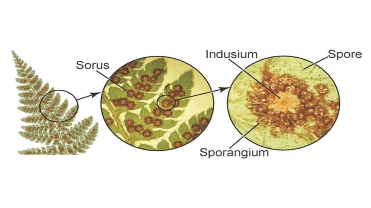 Строение соруса папоротника. Сорус папоротника под микроскопом. Строение соруса. Спорангий папоротника рисунок. Споры созревают в спорангиях собранных в сорусы