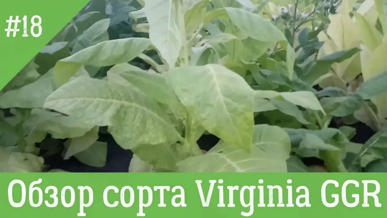 Сорта обзор