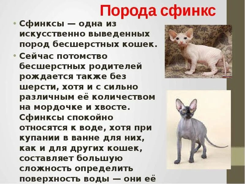 Интересные факты о сфинксах. Канадский сфинкс характеристика. Кошка породы сфинкс описание. Пород кошек канадский сфинкс. Канадский и донской сфинкс.