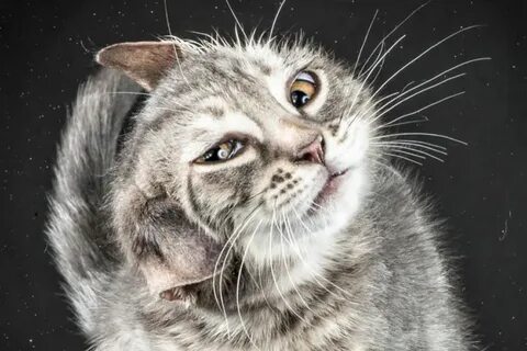 У кота трясется голова
