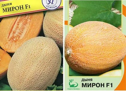 Дыня 133