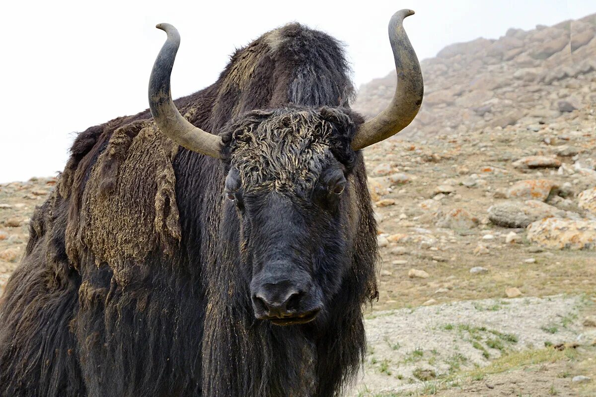 Бык сарлык. Хайнак животное. Бычок с челкой. Ва яка. Гималайский бык.