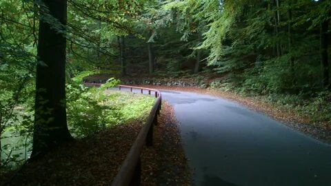 Forest 12