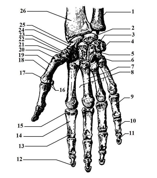 Скелет кисти ладонная поверхность. Кости кисти Лодочная поверхность. Кости кисти ладонная поверхность анатомия. Скелет верхних конечностей кости кисти. Скелет запястья человека
